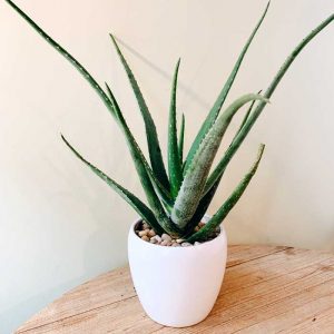 aloe vera