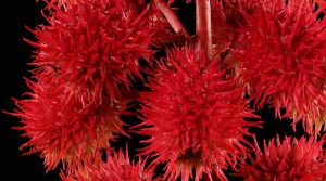 Biljka Ricinus